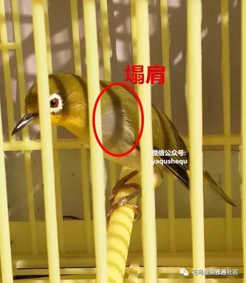 如何在手机上下载北交所炒股软件，全面指南