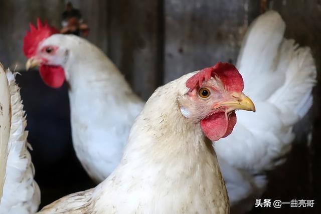关注美豆种植面积报告，豆粕市场前期空单减仓现象解析