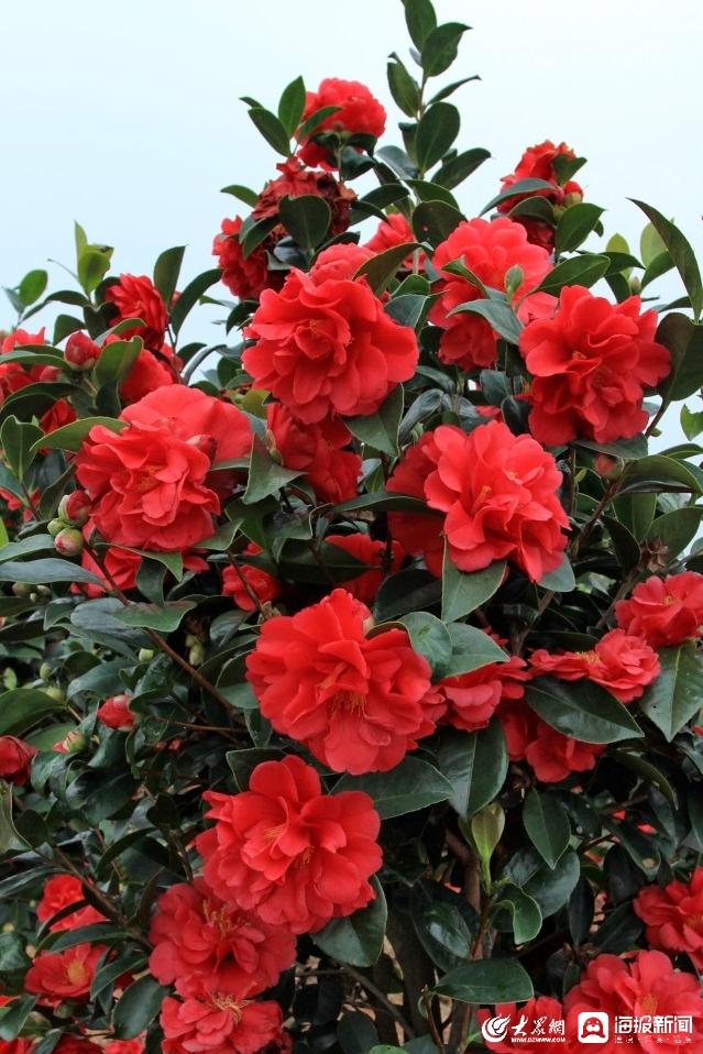 茶花股份，股票行情的深度剖析与未来展望
