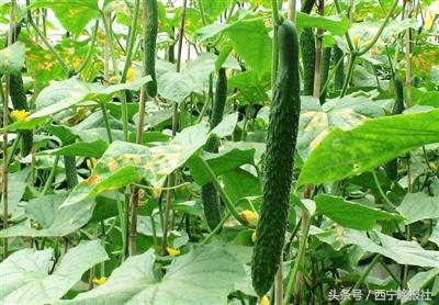 养殖股票，农业板块的潜力与风险