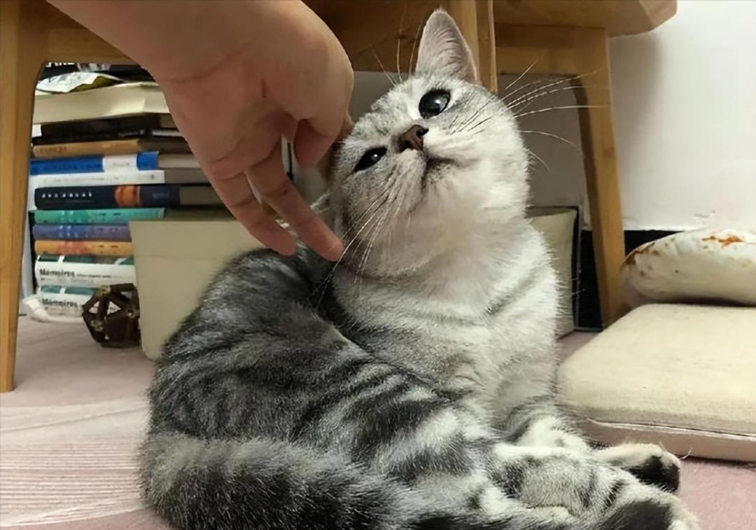 股票溢价率，解读其含义与影响