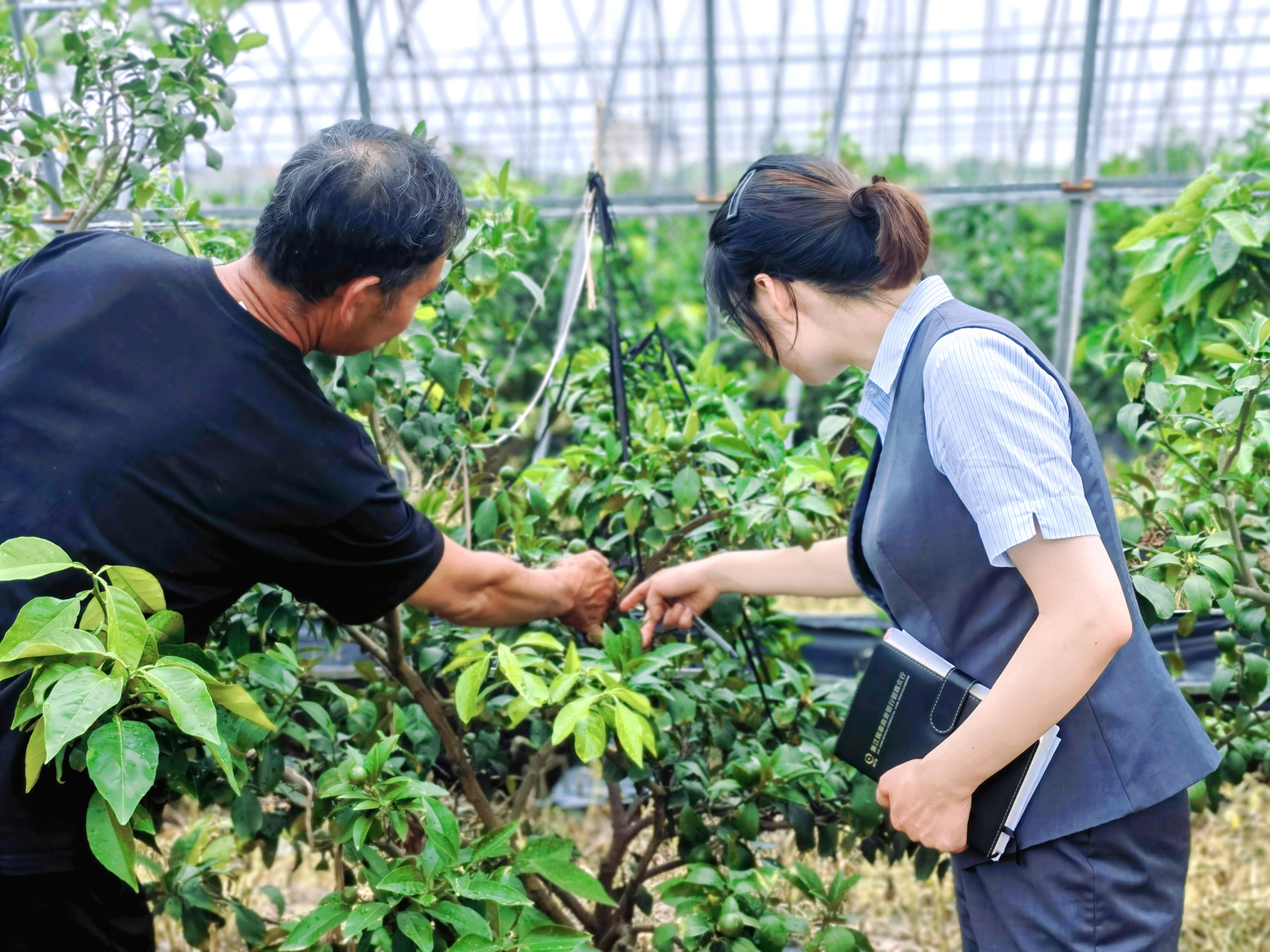 探索上海农村商业银行股份有限公司，服务三农，助力乡村振兴的金融力量