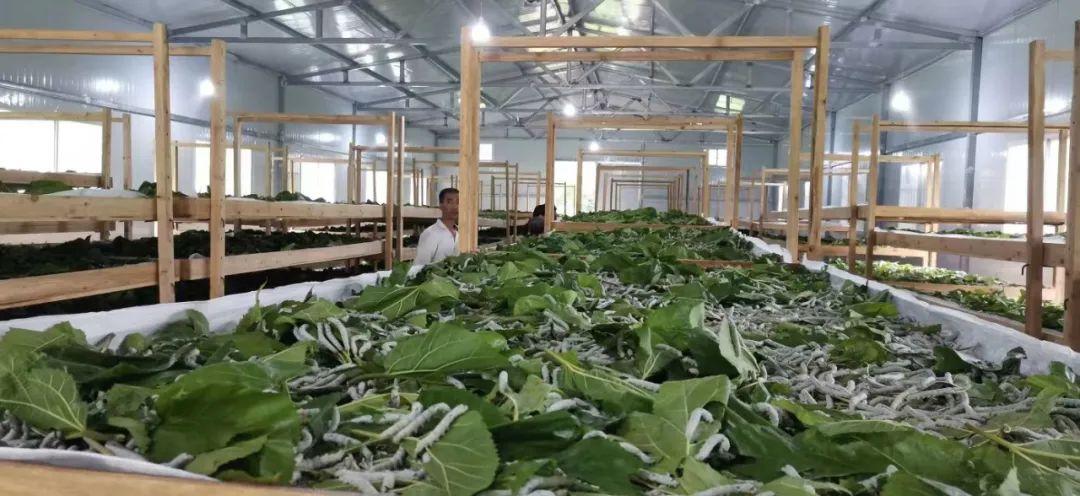 千金药业，传统中药的现代转型与投资潜力