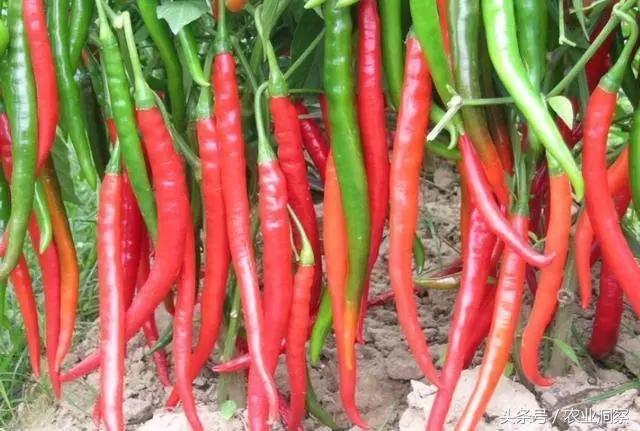 大宗商品市场动态，沪锌、原油、焦煤与菜油的价格波动与影响分析