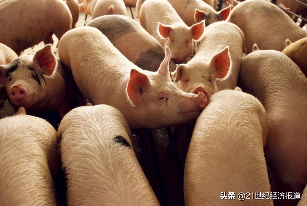 天康生物股票走势分析与展望