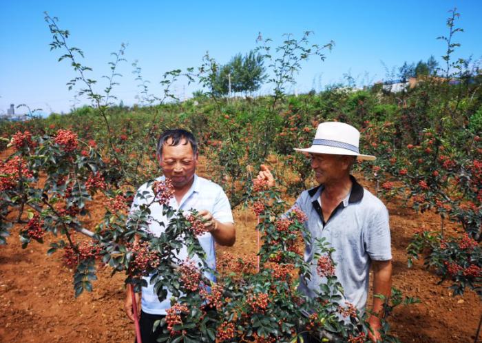 岳阳纸业股票价格分析与展望