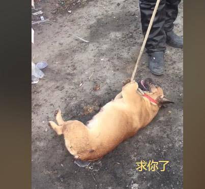 中国化工集团公司股票代码，探索化工巨头的资本市场之路