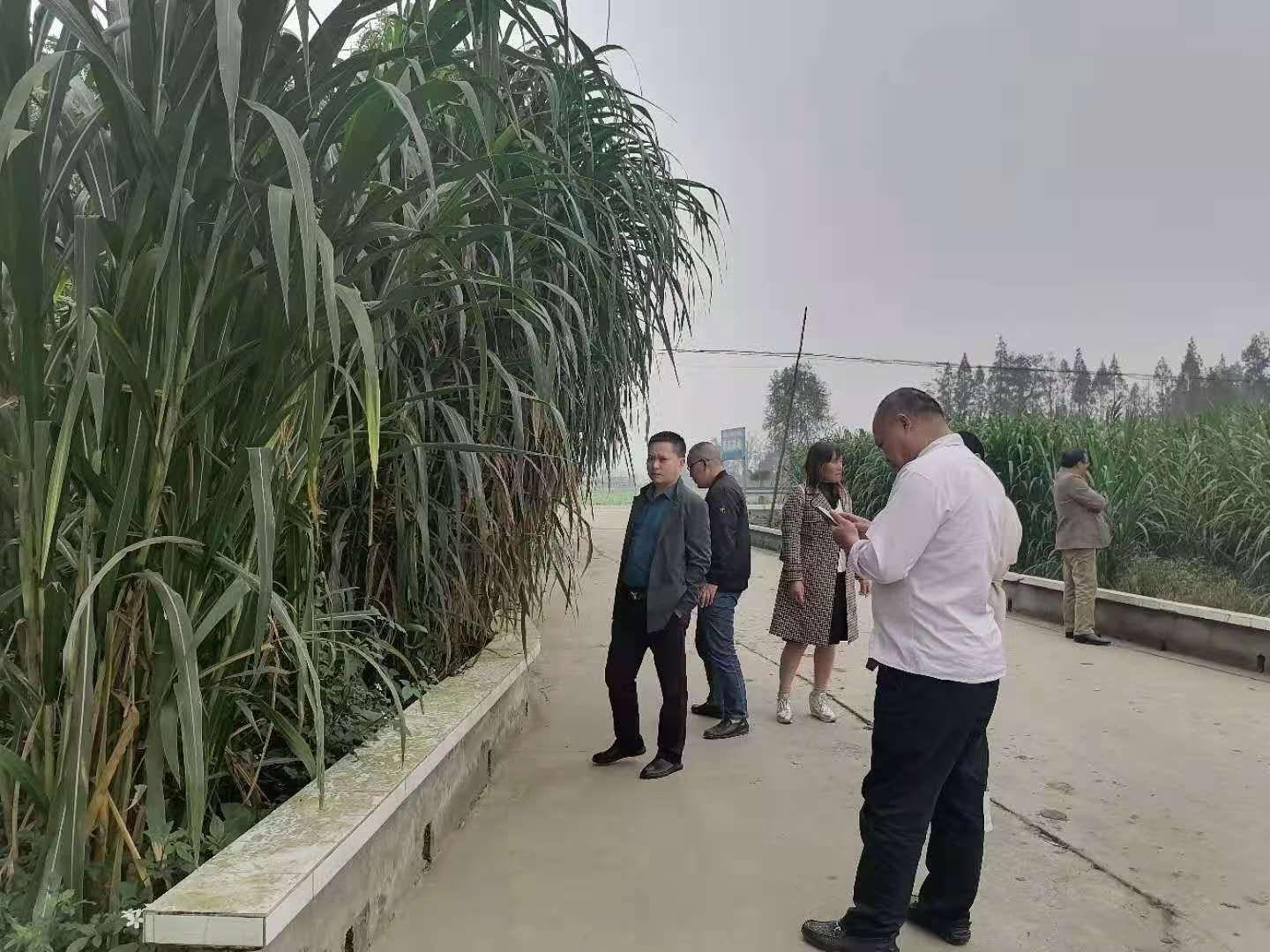 农业板块龙头股票，引领农业产业变革的先锋力量